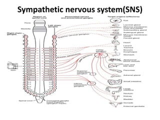 Sympathetic nervous system(SNS)
 