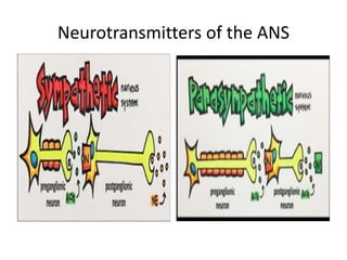 Neurotransmitters of the ANS
 