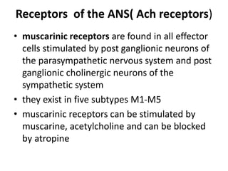 Receptors of the ANS( Ach receptors)
• muscarinic receptors are found in all effector
cells stimulated by post ganglionic neurons of
the parasympathetic nervous system and post
ganglionic cholinergic neurons of the
sympathetic system
• they exist in five subtypes M1-M5
• muscarinic receptors can be stimulated by
muscarine, acetylcholine and can be blocked
by atropine
 