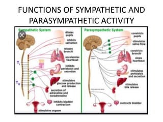 FUNCTIONS OF SYMPATHETIC AND
PARASYMPATHETIC ACTIVITY
 