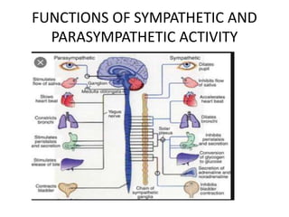 FUNCTIONS OF SYMPATHETIC AND
PARASYMPATHETIC ACTIVITY
 