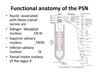 Functional anatomy of the PSN
• Nuclei associated
with these cranial
nerves are
• Edinger- Westphal
nucleus CN III
• Superior salivary
nucleus CNVII
• Inferior salivary
nucleus IX
• Dorsal motor nucleus
of the vagus X
 
