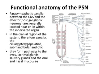 Functional anatomy of the PSN
• Parasympathetic ganglia
between the CNS and the
effector(post ganglionic
neurone) are generally
located near or lie within
the innervated organ
• in the cranial region of the
system, there four ganglia,
the
cilliary,pterygopalatine,
submandibular and otic
• they form pathways to the
eyes, lacrimal glands,
salivary glands and the oral
and nasal mucousae
 