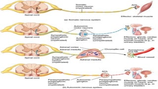 Autonomic Nervous System (ANS) Spring 2022.pdf
