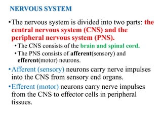 NERVOUS SYSTEM
•The nervous system is divided into two parts: the
central nervous system (CNS) and the
peripheral nervous system (PNS).
•The CNS consists of the brain and spinal cord.
•The PNS consists of afferent(sensory) and
efferent(motor) neurons.
•Afferent (sensory) neurons carry nerve impulses
into the CNS from sensory end organs.
•Efferent (motor) neurons carry nerve impulses
from the CNS to effector cells in peripheral
tissues.
 
