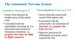 The Autonomic Nervous System
Sympathetic (Adrenergic) N S
• Arises from thoracic &
lumbar areas of the spinal
cord.
• Concerned with the
expenditure of energy & it is
associated with arousal or
emergency situations, i.e.
prepares the body for fight
or flight responses
Parasympathetic (Cholinergic) N S
• Arises from the cranial and
sacral of the spinal cord.
• Concerned with the
conservative & restoration of
functions, i.e. prepare the
body for rest
• Digestive processes &
elimination of wastes, and is
required for life.
 