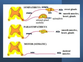 Autonomic nervous system pharmacology.pptx