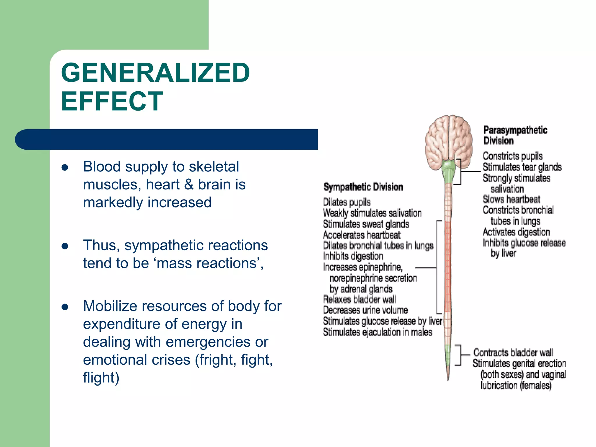 GENERALIZED
EFFECT
 Blood supply to skeletal
muscles, heart & brain is
markedly increased
 Thus, sympathetic reactions
tend to be ‘mass reactions’,
 Mobilize resources of body for
expenditure of energy in
dealing with emergencies or
emotional crises (fright, fight,
flight)
 
