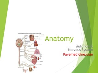 Human Anatomy 
Autonomic 
Nervous System 
Pavemedicine.com 
1 
 