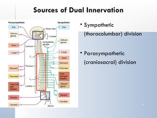 Autonomic Nervous system - Expansion on functions | PPT