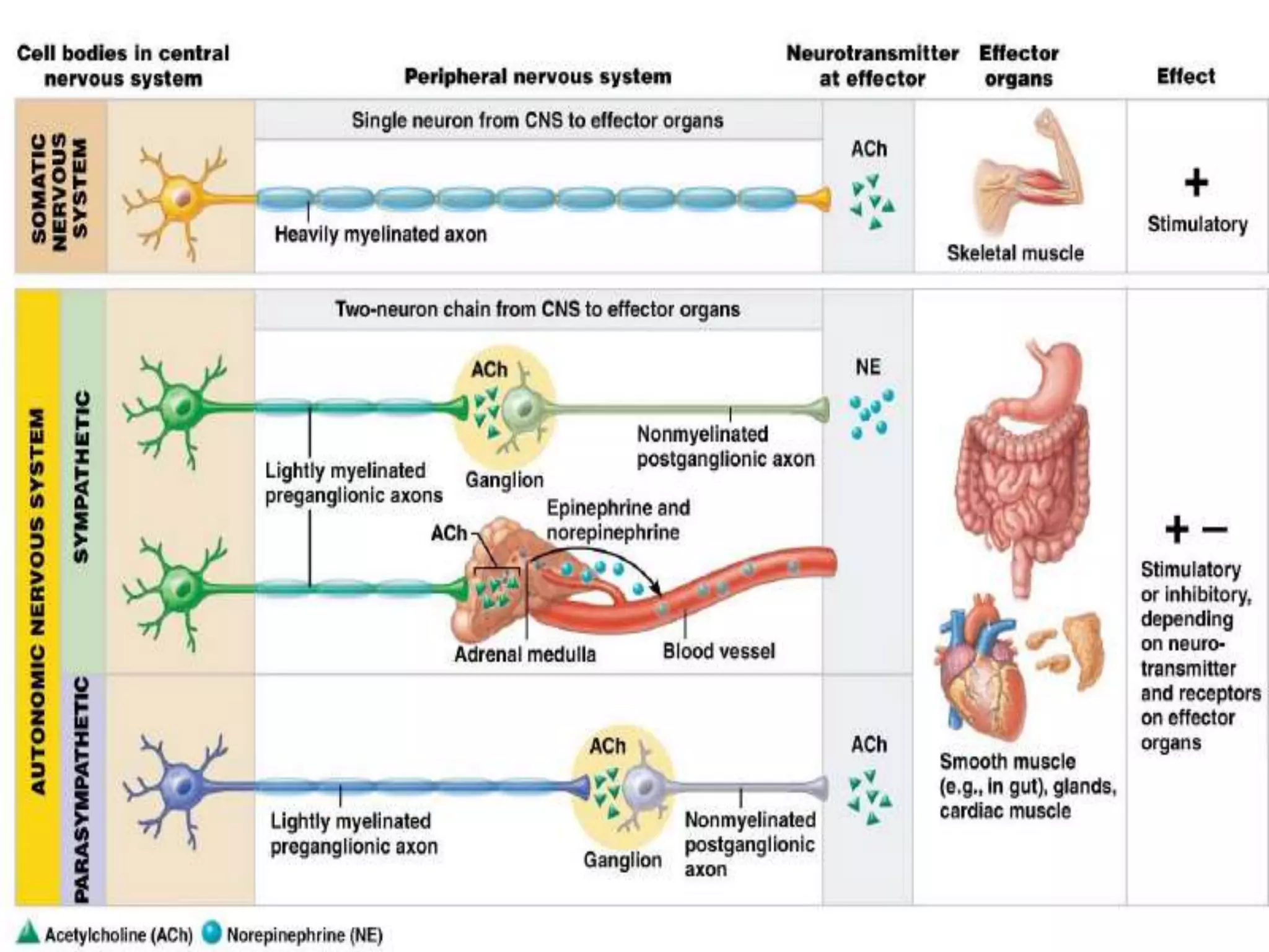 Autonomic receptors | PPTX