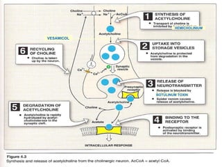 HEMICHOLINIUM VESAMICOL BOTULINUM TOXIN 