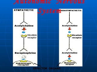 EFFECTOR  ORGANS Autonomic  Nervous System 