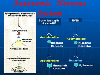 Autonomic  Nervous System Some Sweat glds & some BV RVSM Acetylcholine Acetylcholine Acetylcholine Dopamine Nicotinic Receptor Nicotinic Receptor Muscarinic Receptor D 1  Receptor 