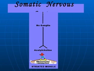 Somatic  Nervous  System 