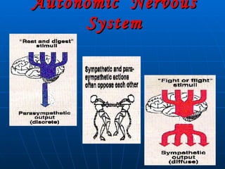 Autonomic  Nervous System 