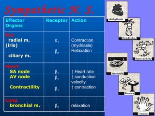 Sympathetic N. S. relaxation  2 Lung bronchial m. ↑  Heart rate ↑  conduction velocity ↑  contraction  1  1  1 Heart SA node AV node Contractility   Contraction (mydriasis) Relaxation α 1  2 Eye radial m. (iris)  ciliary m. Action Receptor Effector Organs 
