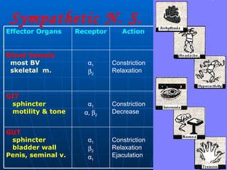 Sympathetic N. S. Constriction Relaxation Ejaculation α 1  2 α 1 GUT sphincter bladder wall Penis, seminal v. Constriction Decrease α 1 α ,   2 GIT sphincter motility & tone   Constriction Relaxation α 1  2 Blood Vessels most BV  skeletal  m. Action Receptor Effector Organs 