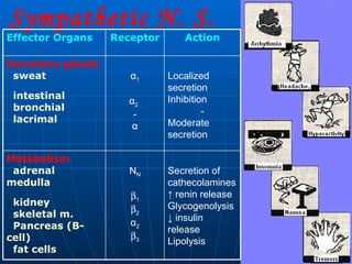 Sympathetic N. S. Secretion of cathecolamines ↑  renin release Glycogenolysis ↓  insulin release Lipolysis N N  1  2 α 2  3 Metabolism adrenal medulla kidney skeletal m. Pancreas (B-cell) fat cells Localized secretion Inhibition - Moderate secretion α 1 α 2   - α Secretory glands sweat intestinal bronchial lacrimal Action Receptor Effector Organs 