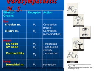 Parasympathetic N. S. contraction M 3 Lung bronchial m. ↓  Heart rate ↓  conduction velocity ↓  contraction M 2 M 2 M 2 Heart SA node AV node Contractility   Contraction (miosis) Contraction (accomodation) M 3 M 3 Eye circular m.  ciliary m. Action Receptor Effector Organs 