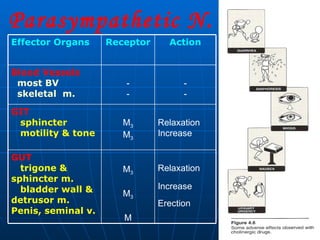 Parasympathetic N. S. Relaxation Increase Erection M 3 M 3 M GUT trigone & sphincter m. bladder wall & detrusor m. Penis, seminal v. Relaxation Increase M 3 M 3 GIT sphincter motility & tone   - - - - Blood Vessels most BV  skeletal  m. Action Receptor Effector Organs 