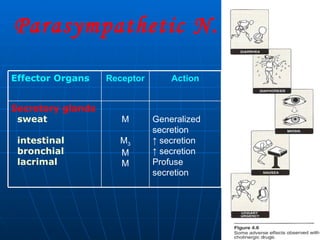 Parasympathetic N. S. Generalized secretion ↑  secretion ↑  secretion Profuse secretion M M 3 M M Secretory glands sweat intestinal bronchial lacrimal Action Receptor Effector Organs 