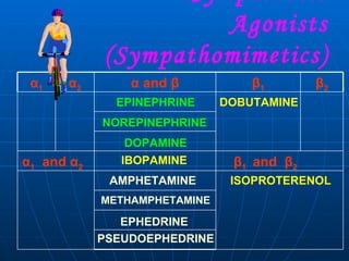 Sympathetic Agonists (Sympathomimetics)  EPINEPHRINE NOREPINEPHRINE DOPAMINE IBOPAMINE AMPHETAMINE METHAMPHETAMINE EPHEDRINE PSEUDOEPHEDRINE DOBUTAMINE ISOPROTERENOL β 1  and  β 2 α 1   and  α 2 β 2 β 1 α  and  β α 2 α 1 