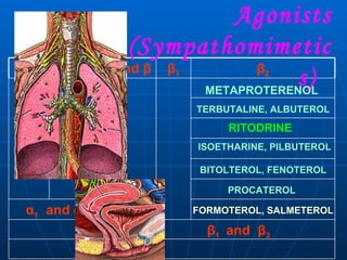 Sympathetic Agonists (Sympathomimetics)  METAPROTERENOL TERBUTALINE, ALBUTEROL RITODRINE ISOETHARINE, PILBUTEROL BITOLTEROL, FENOTEROL FORMOTEROL, SALMETEROL PROCATEROL β 1  and  β 2 α 1   and  α 2 β 2 β 1 α  and  β α 2 α 1 