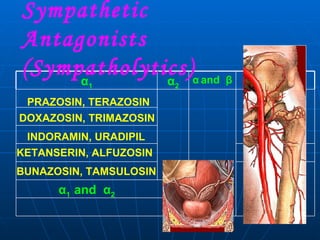 Sympathetic Antagonists (Sympatholytics)  PRAZOSIN, TERAZOSIN DOXAZOSIN, TRIMAZOSIN INDORAMIN, URADIPIL KETANSERIN, ALFUZOSIN BUNAZOSIN, TAMSULOSIN α 1  and  α 2 β 1  and  β 2 β 2 β 1 α   and  β α 2 α 1 