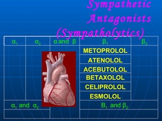 Sympathetic Antagonists (Sympatholytics)  METOPROLOL ATENOLOL ACEBUTOLOL BETAXOLOL CELIPROLOL ESMOLOL Β 1  and  β 2 α 1  and  α 2 β 2 β 1 α   and  β α 2 α 1 