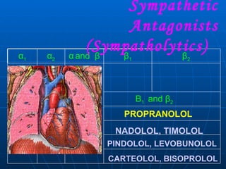 Sympathetic Antagonists (Sympatholytics)  PROPRANOLOL NADOLOL, TIMOLOL PINDOLOL, LEVOBUNOLOL CARTEOLOL, BISOPROLOL Β 1  and  β 2 α 1  and  α 2 β 2 β 1 α   and  β α 2 α 1 