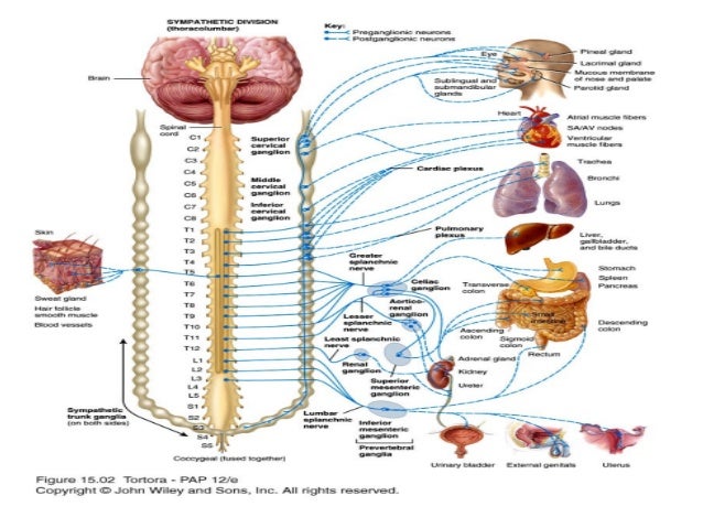 Sympathetic Skin Response (SSR) Testing