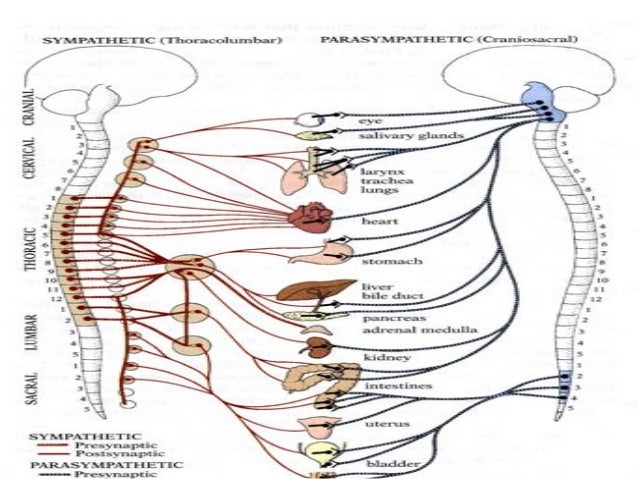 Sympathetic Skin Response (SSR) Testing