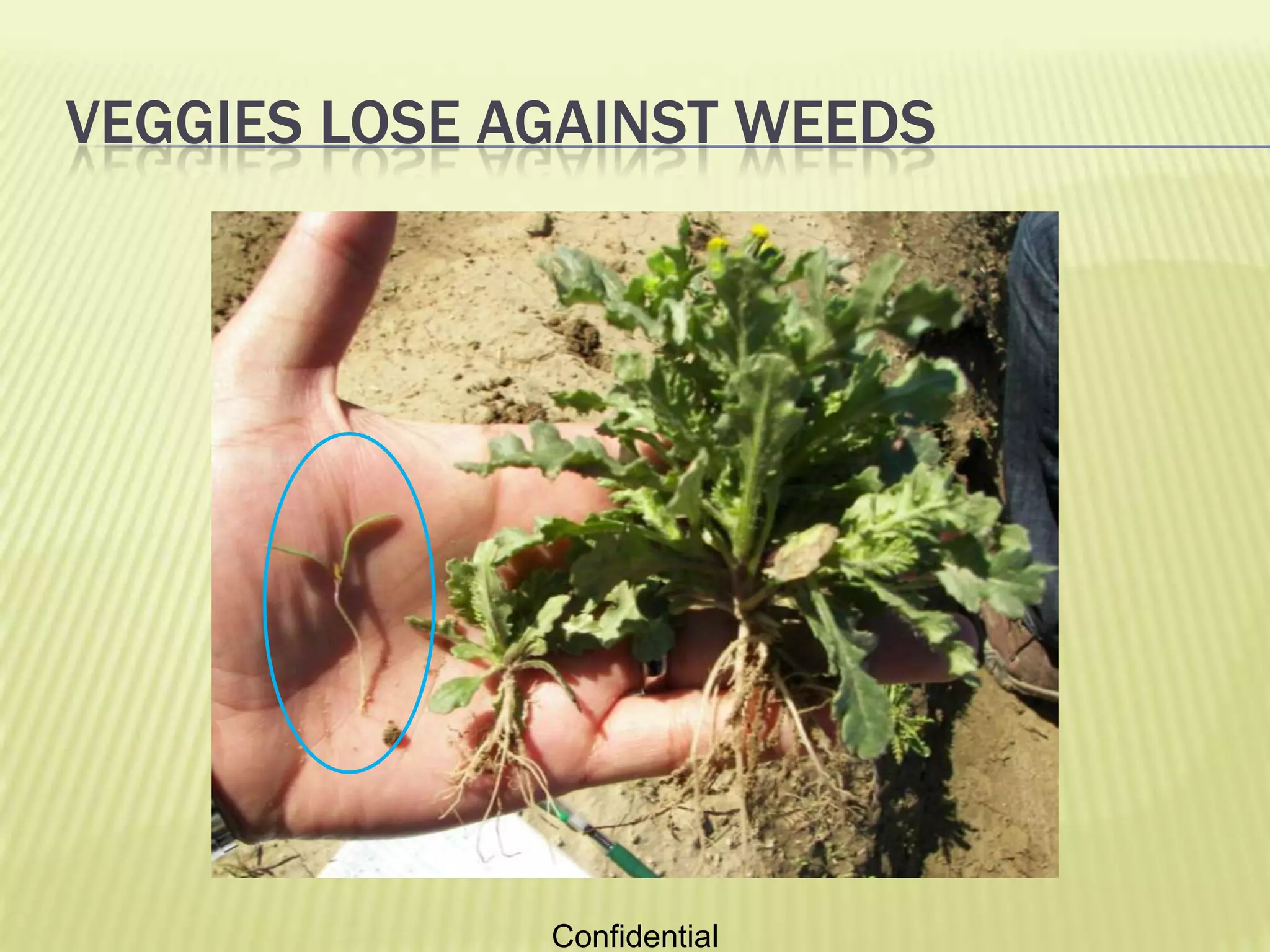 Colony Landscaping (Mowing service for stadiums)Confidential