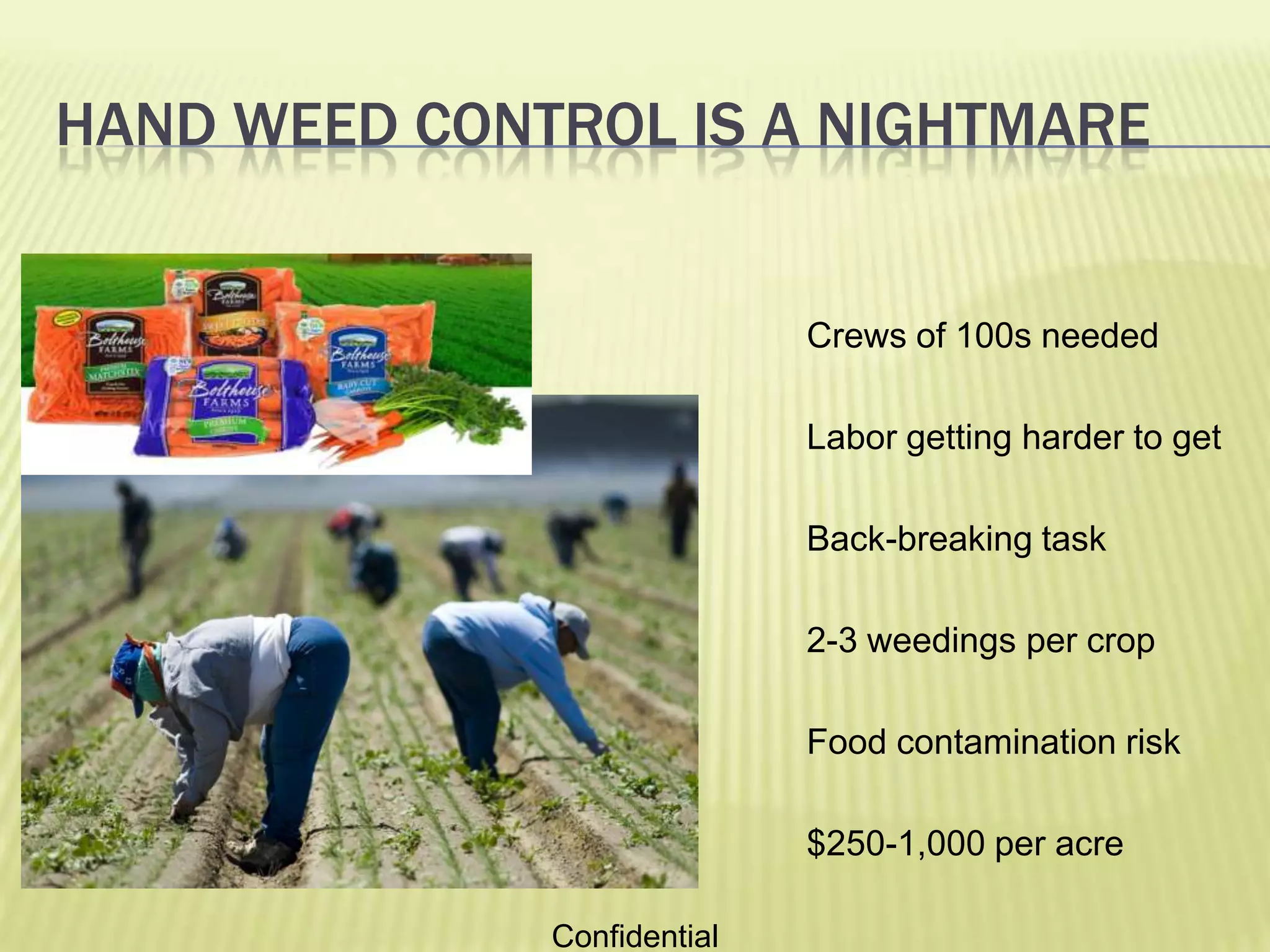 White Farms, Large Peanut farmer in Georgia