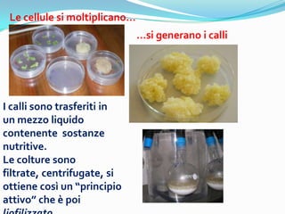 Le cellule si moltiplicano
                               si generano i calli




I calli sono trasferiti in
un mezzo liquido
contenente sostanze
nutritive.
Le colture sono
filtrate, centrifugate, si
ottiene cos un principio
attivo che  poi
 