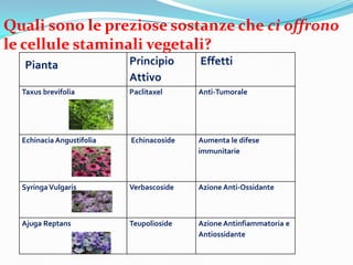 Quali sono le preziose sostanze che ci offrono
le cellule staminali vegetali?
  Pianta                   Principio      Effetti
                           Attivo
  Taxus brevifolia         Paclitaxel     Anti-Tumorale




  Echinacia Angustifolia   Echinacoside   Aumenta le difese
                                          immunitarie



  Syringa Vulgaris         Verbascoside   Azione Anti-Ossidante



  Ajuga Reptans            Teupolioside   Azione Antinfiammatoria e
                                          Antiossidante
 