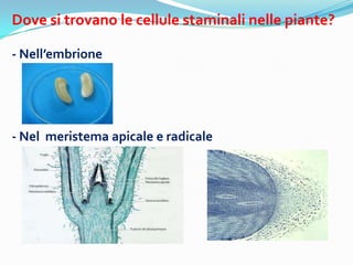Dove si trovano le cellule staminali nelle piante?

- Nellembrione




- Nel meristema apicale e radicale
 