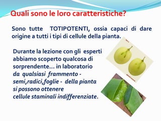 Quali sono le loro caratteristiche?
Sono tutte TOTIPOTENTI, ossia capaci di dare
origine a tutti i tipi di cellule della pianta.

Durante la lezione con gli esperti
abbiamo scoperto qualcosa di
sorprendente... in laboratorio
da qualsiasi frammento -
semi,radici,foglie - della pianta
si possono ottenere
cellule staminali indifferenziate.
 