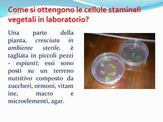 Come si ottengono le cellule staminali
vegetali in laboratorio?
Una       parte      della
pianta, cresciuta in
ambiente     sterile,    
tagliata in piccoli pezzi
- espianti; essi sono
posti su un terreno
nutritivo composto da
zuccheri, ormoni, vitam
ine,       macro         e
microelementi, agar.
 