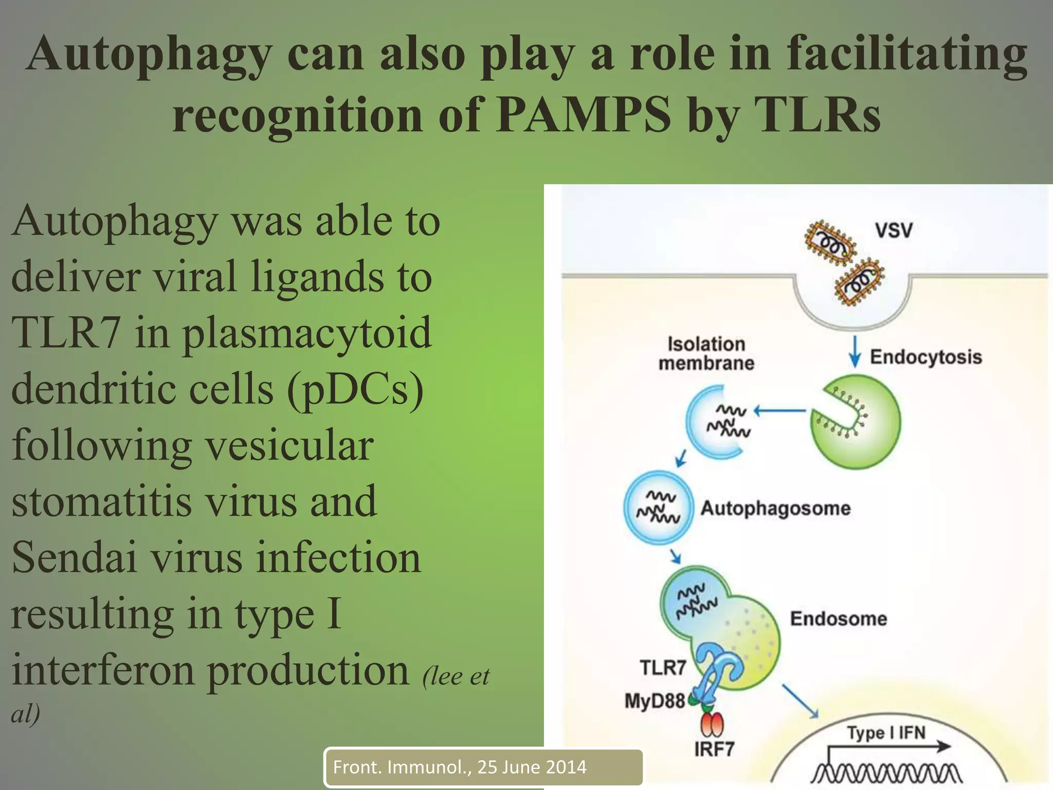 Autophagy can also play a role in facilitating
recognition of PAMPS by TLRs
Autophagy was able to
deliver viral ligands to
TLR7 in plasmacytoid
dendritic cells (pDCs)
following vesicular
stomatitis virus and
Sendai virus infection
resulting in type I
interferon production (lee et
al)
Front. Immunol., 25 June 2014
 