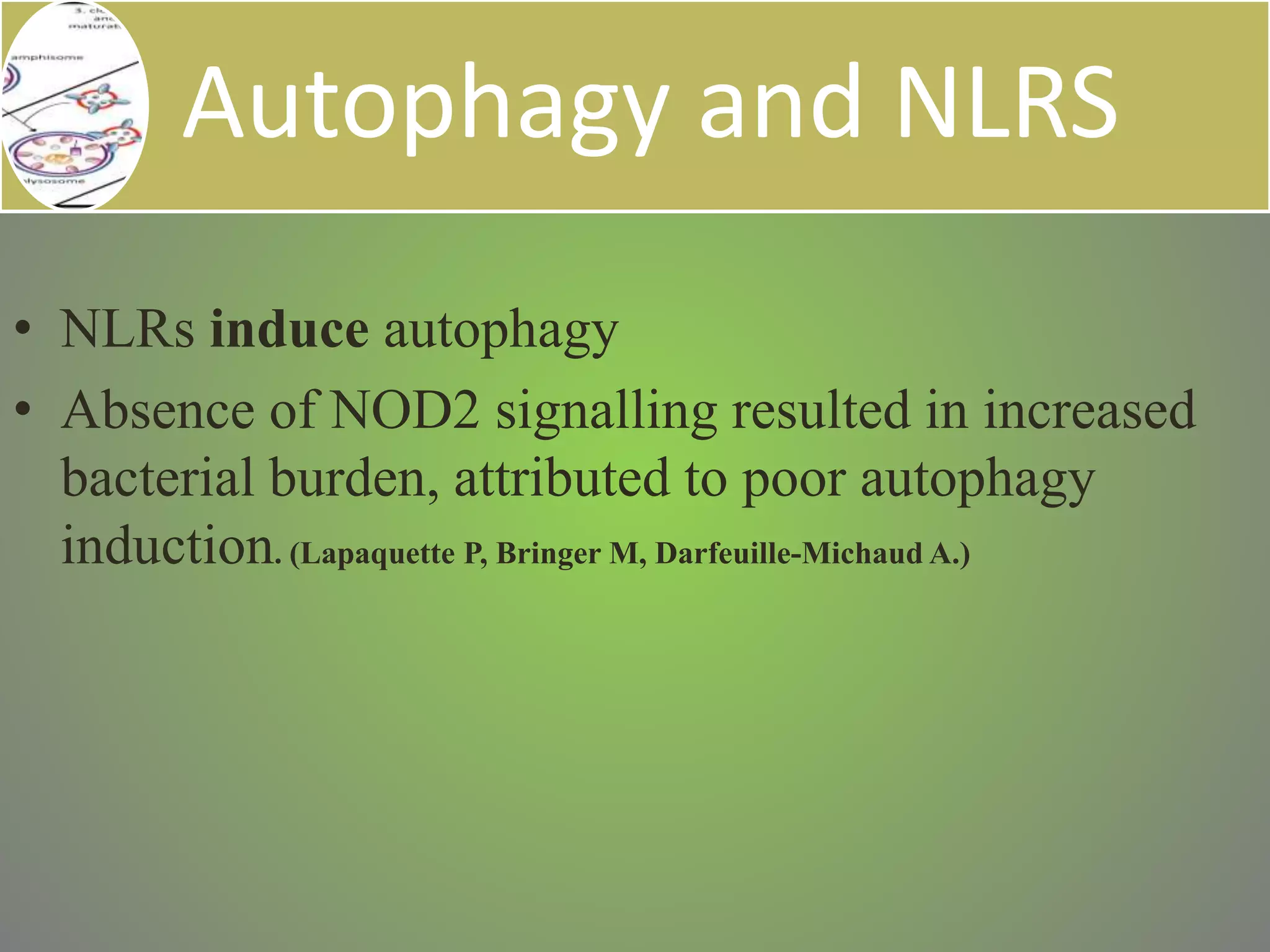 Autophagy and NLRS
• NLRs induce autophagy
• Absence of NOD2 signalling resulted in increased
bacterial burden, attributed to poor autophagy
induction. (Lapaquette P, Bringer M, Darfeuille-Michaud A.)
 