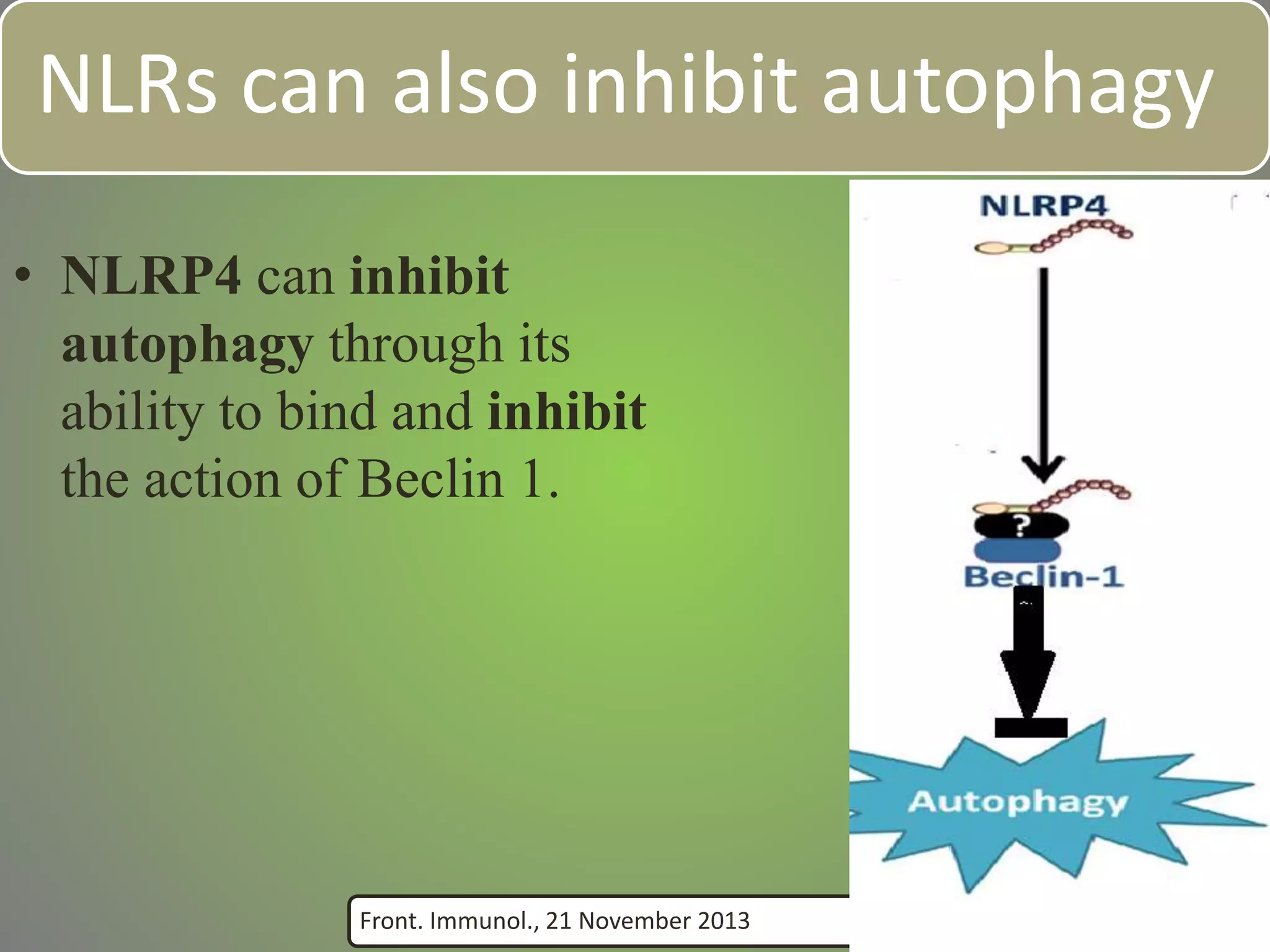 NLRs can also inhibit autophagy
• NLRP4 can inhibit
autophagy through its
ability to bind and inhibit
the action of Beclin 1.
Front. Immunol., 21 November 2013
 