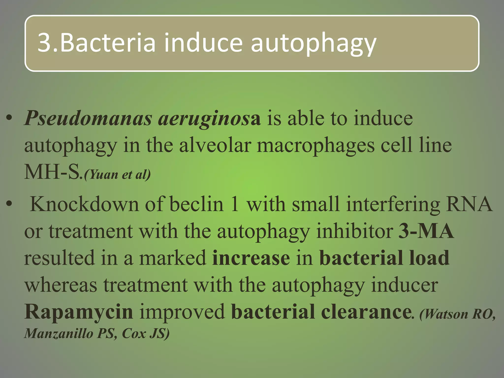 3.Bacteria induce autophagy
• Pseudomanas aeruginosa is able to induce
autophagy in the alveolar macrophages cell line
MH-S.(Yuan et al)
• Knockdown of beclin 1 with small interfering RNA
or treatment with the autophagy inhibitor 3-MA
resulted in a marked increase in bacterial load
whereas treatment with the autophagy inducer
Rapamycin improved bacterial clearance. (Watson RO,
Manzanillo PS, Cox JS)
 