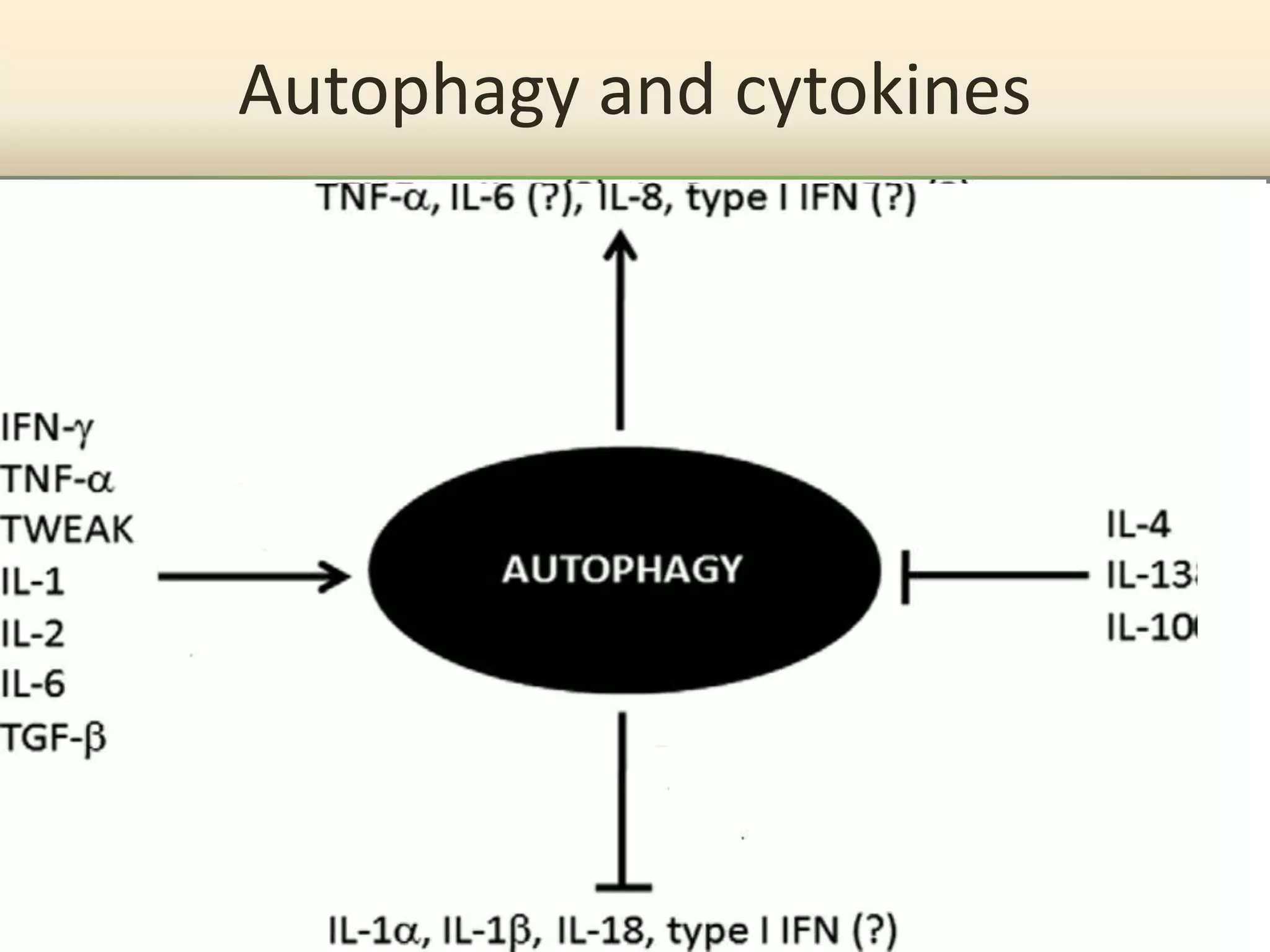 Autophagy and cytokines
 