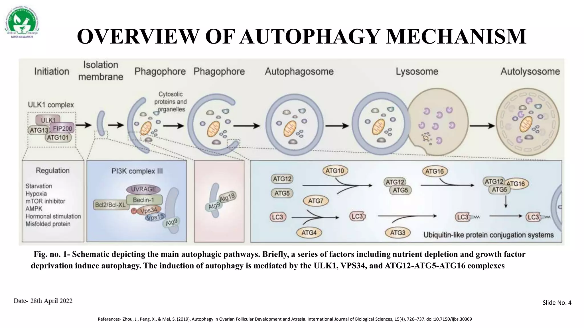 MULTIFACETED ROLES OF AUTOPHAGY IN CANCER & NEURODEGENERATIVE DISORDERS ...