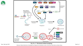 MULTIFACETED ROLES OF AUTOPHAGY IN CANCER & NEURODEGENERATIVE DISORDERS ...