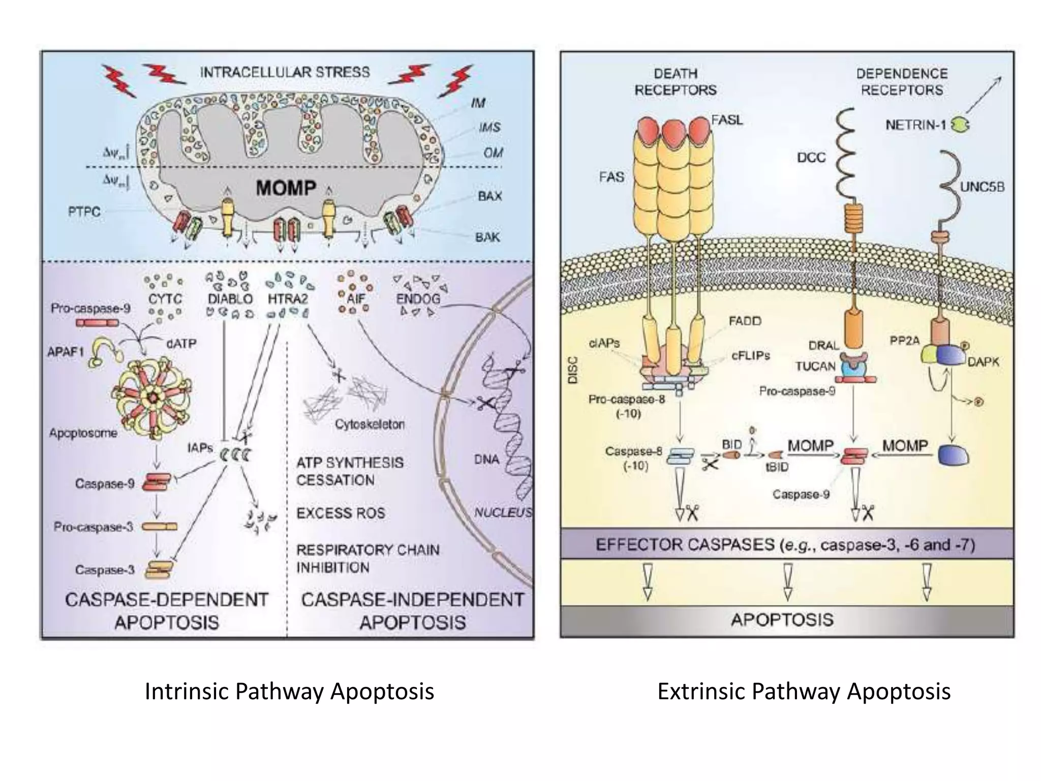 Autophagy and Apoptosis in Myoacardial Infarction, wecoc 2021.pptx