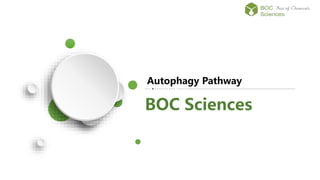 Autophagy Pathway
BOC Sciences
 