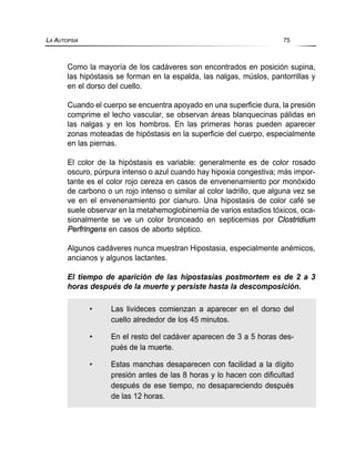 Como la mayoría de los cadáveres son encontrados en posición supina,
las hipóstasis se forman en la espalda, las nalgas, múslos, pantorrillas y
en el dorso del cuello.
Cuando el cuerpo se encuentra apoyado en una superficie dura, la presión
comprime el lecho vascular, se observan áreas blanquecinas pálidas en
las nalgas y en los hombros. En las primeras horas pueden aparecer
zonas moteadas de hipóstasis en la superficie del cuerpo, especialmente
en las piernas.
El color de la hipóstasis es variable: generalmente es de color rosado
oscuro, púrpura intenso o azul cuando hay hipoxia congestiva; más impor-
tante es el color rojo cereza en casos de envenenamiento por monóxido
de carbono o un rojo intenso o similar al color ladrillo, que alguna vez se
ve en el envenenamiento por cianuro. Una hipostasis de color café se
suele observar en la metahemoglobinemia de varios estadios tóxicos, oca-
sionalmente se ve un color bronceado en septicemias por Clostridium
Perfringens en casos de aborto séptico.
Algunos cadáveres nunca muestran Hipostasia, especialmente anémicos,
ancianos y algunos lactantes.
El tiempo de aparición de las hipostasias postmortem es de 2 a 3
horas después de la muerte y persiste hasta la descomposición.
LA AUTOPSIA 75
• Las livideces comienzan a aparecer en el dorso del
cuello alrededor de los 45 minutos.
• En el resto del cadáver aparecen de 3 a 5 horas des-
pués de la muerte.
• Estas manchas desaparecen con facilidad a la dígito
presión antes de las 8 horas y lo hacen con dificultad
después de ese tiempo, no desapareciendo después
de las 12 horas.
 